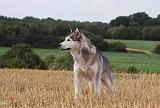 ALASKAN MALAMUTE 747